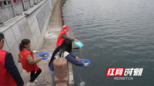 90萬尾魚苗安家永明河，江永縣“放魚養水”與“巡河護漁”齊步走，譜寫生態漁業與產業協同新篇章